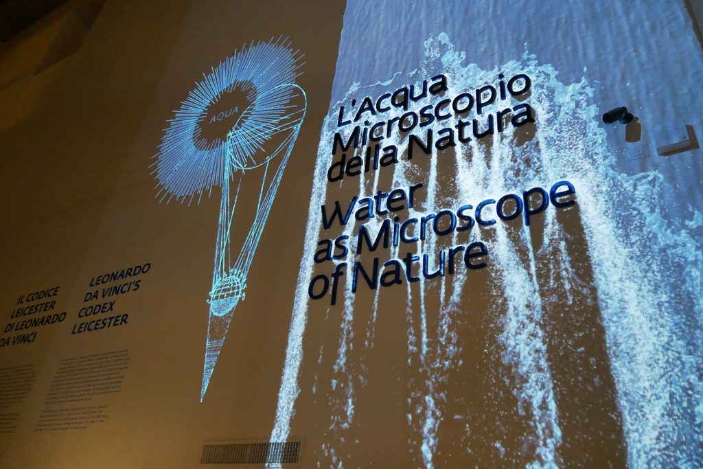 Purple grapes on vine